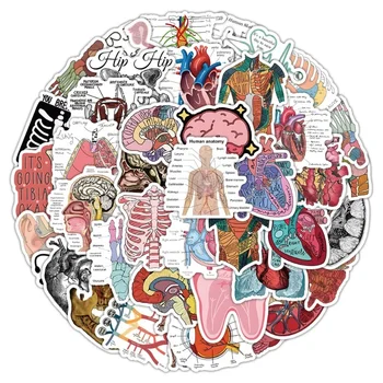 50 조각 만화 인간의 기관 스크랩북 스티커 어린이를위한 치아 심장 두뇌 의료 문구 스티커 DIY 장식 수하물 스티커