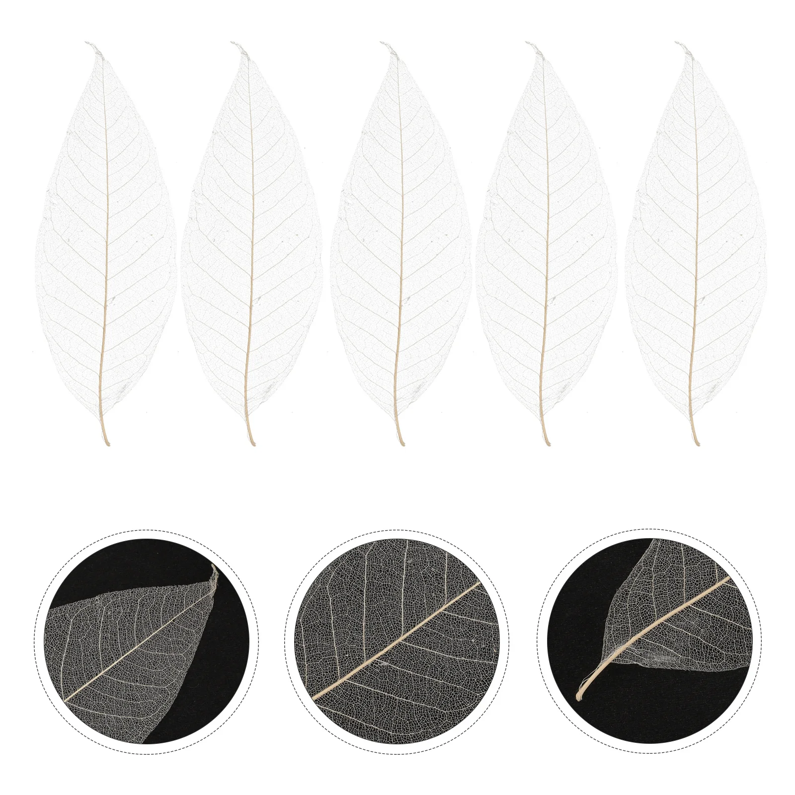 

100Pcs Magnolia Dried Leaves Handmade DIY Materials for Craft Scrapbook Greeting Cards Decoration Tree Leaf Specimen