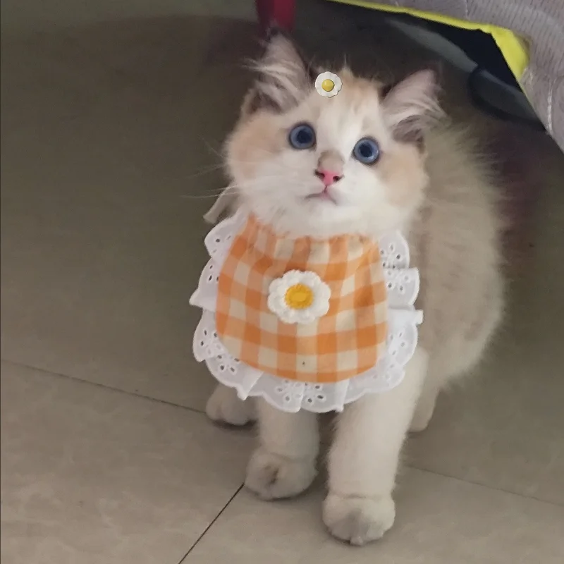 Bufanda para perros y mascotas, vestido para fiesta de cumpleaños, bonito sombrero, babero, toalla para Saliva de gato, accesorios de fotografía divertidos, regalo, disfraz para mascotas