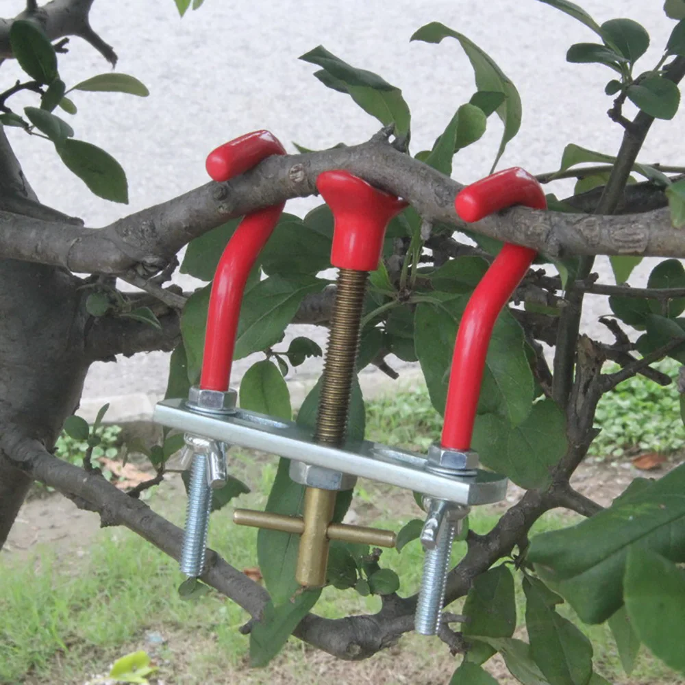 otto bonsai 48 Year Old Rescued European Olive Specimen Bonsai Tree