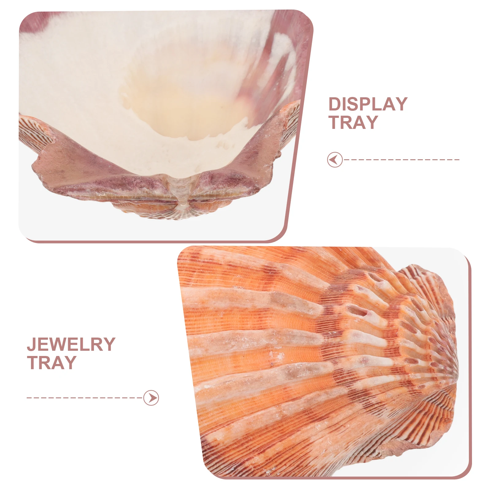 

Large Natural Seashell Display Tray Organizing Jewelry Box Scallop Dish For Ring Holder Vanity Trinket Storage Plate Decor