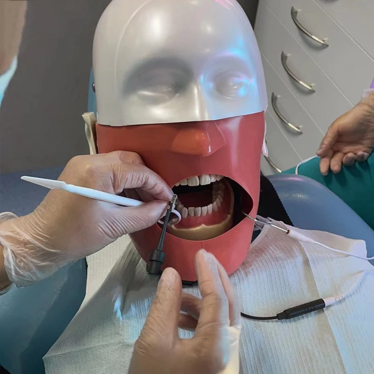 SJD-OC4 High-quality Educational Simulation Models Dental  Phantom Head for Practice Training