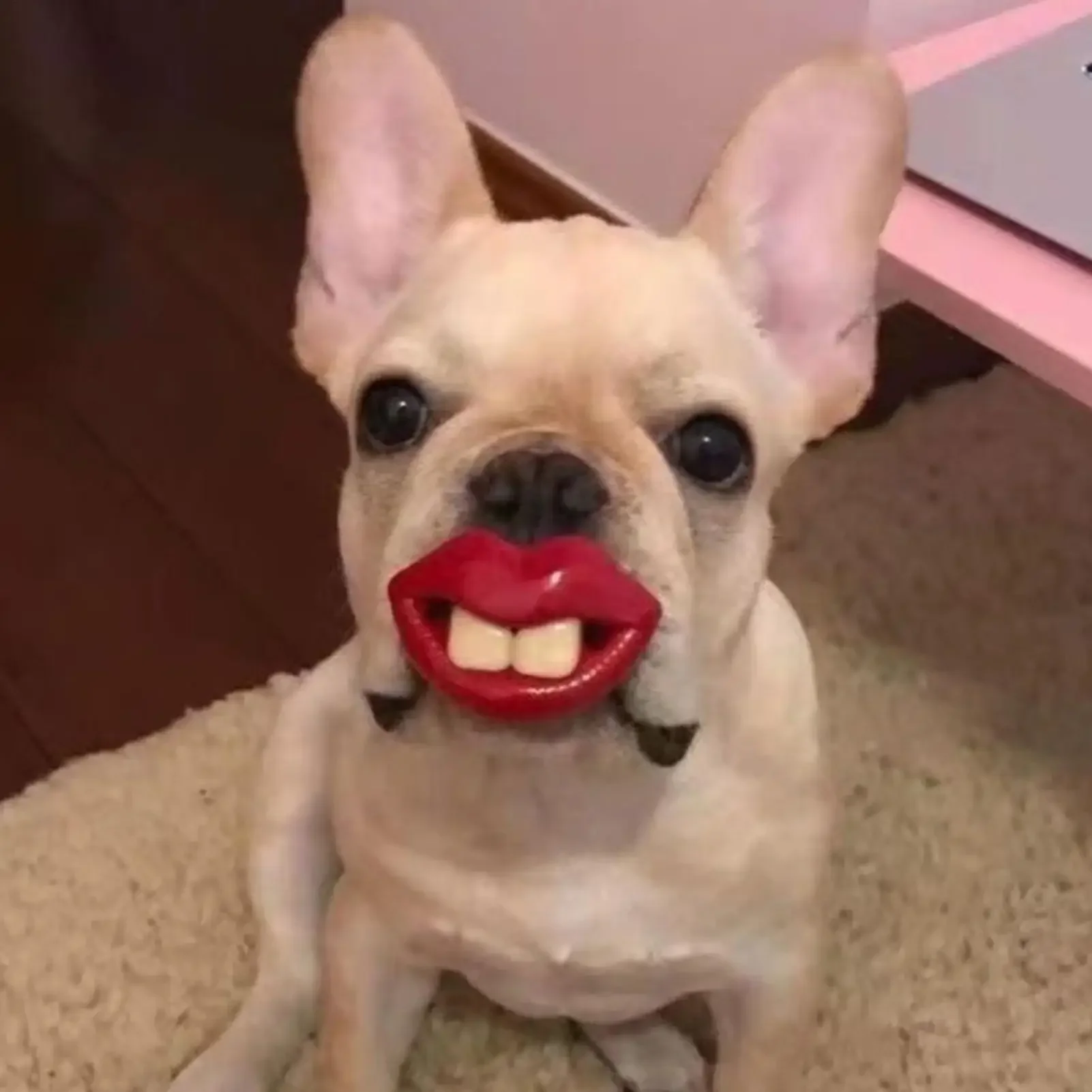 Dog Pacifiers for Small Pet Funny Dog Red Lips Silicone Chew Toy Soft Health Care Teething Pet Teether for Small