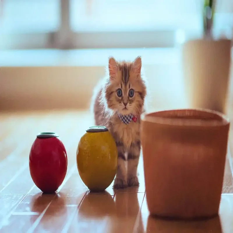 

For Electric Tailgate For Mitsubishi Eclipse Cross 2018-2021 Car Power Trunk Lift Hatch Tail Gate Auto Rear Door Box Intelligent