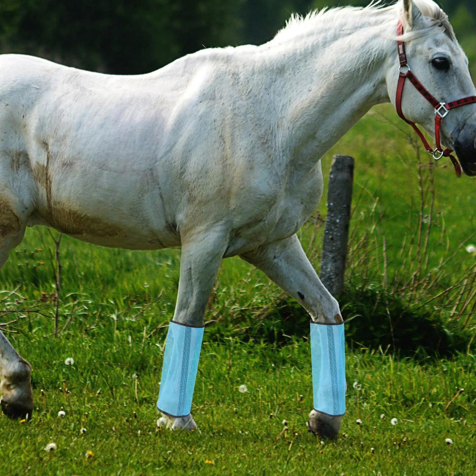 

4 Pcs Horse Leg Protection Mesh Cover Purple Anti-mosquito Breathable Fly Boots Durable Network Leg Accessory Professional