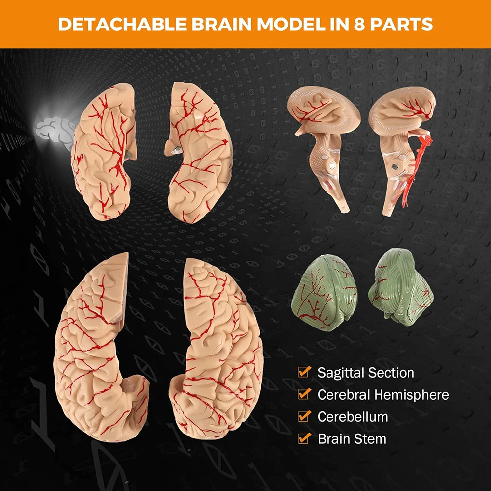 Human Brain Models for Teaching Neuroscience with Vessel Life Size Anatomy Models for Learning Science Display Medical Models