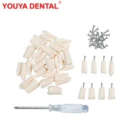28/32pcs Dental Teeth Model For Dental Technician Practice Replacement Teeth For Nissin Models / Dental Simulator Head Model