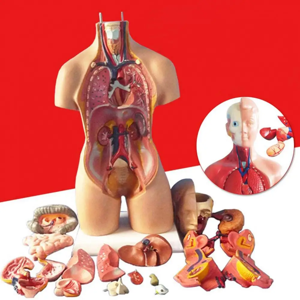 

Anatomical Human Torso Body Model Educational 3D Picture Human Body Structure Book Anatomy Internal Organ Medical Teaching Mold