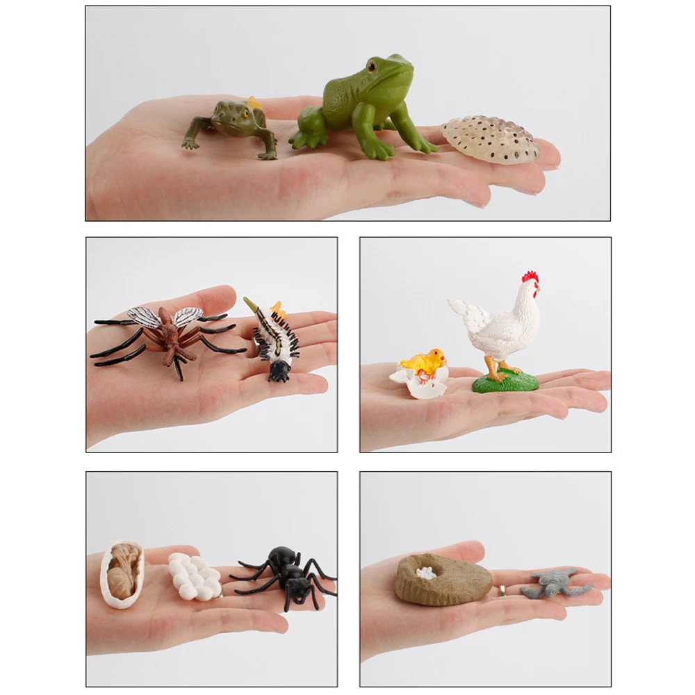 Early Education Chicken Dragonfly Butterfly Ladybug Animals Growth Cycle Figurine Simulation Model