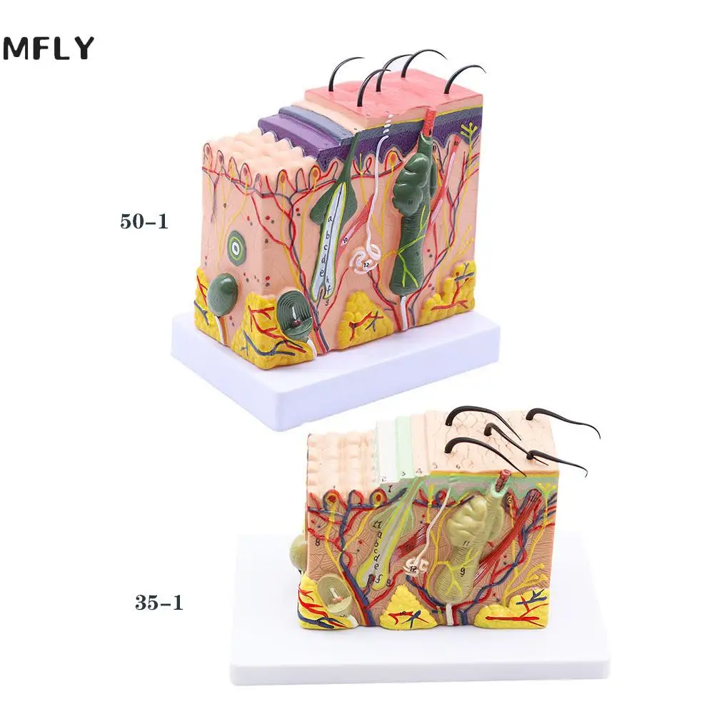 Powiększ 35X ludzką anatomiczną teksturę skóry podskórnej sekcja tkanki modelowa anatomia biologia pomoce nauczycielskie medyczna