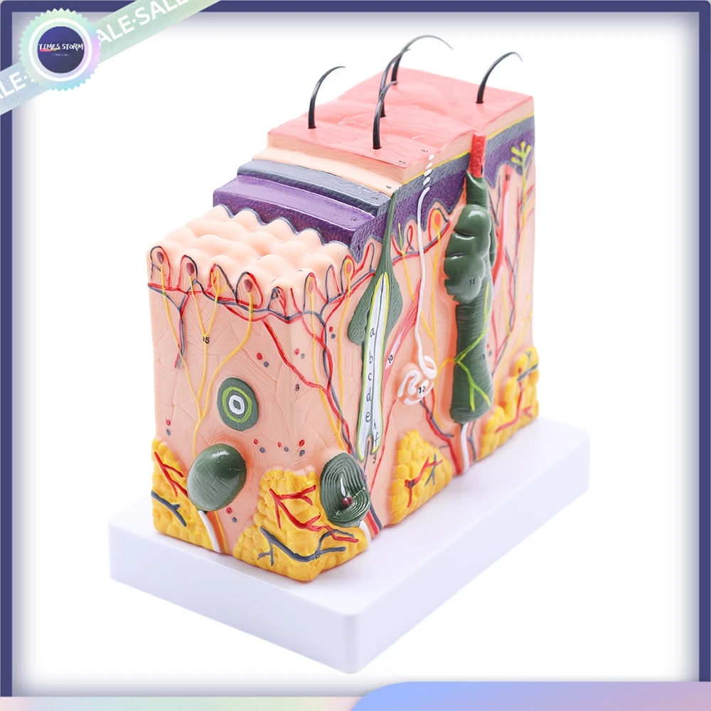 

Human Anatomical Skin Subcutaneous Tissue Dissection model medical school model Anatomy Biology Medical Teaching Aids