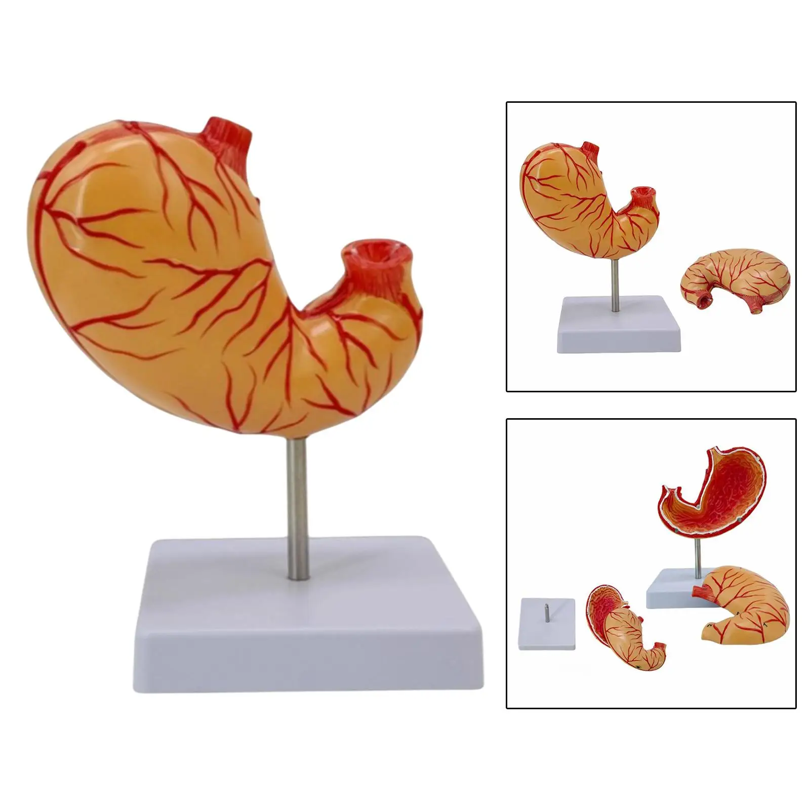 

Human Stomach Structure Model Teaching Equipment Detachable with Base Easy to Use Lifesize Teaching Supply for Demonstration