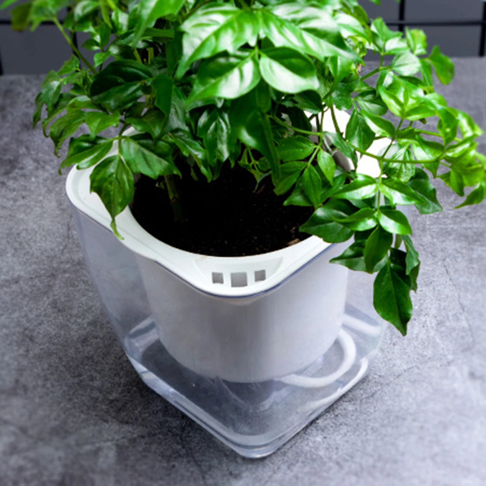 Vaso da fiori automatico per acqua Vasi da fiori con irrigazione automatica Vaso per piante Fioriera per acqua autoadesiva per decorazioni da tavolo per bonsai domestici