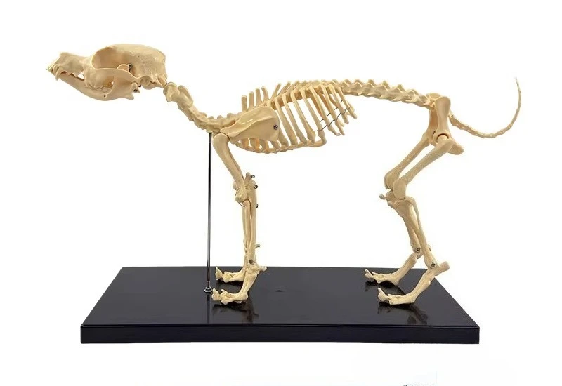 Cat Skeleton & Anatomy Model Kit, Simulated Dog Skeleton Specimen Model  -for Veterinary Teach