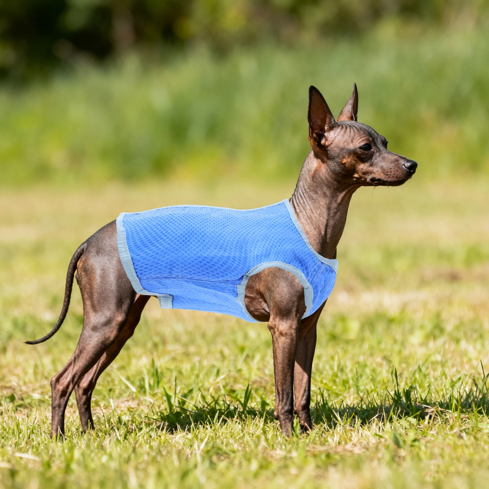 

Dog Cooling Accessories Superior Pva Ultra Breathable Super Absorbent Soak Lightweight Easy Wear Blue S