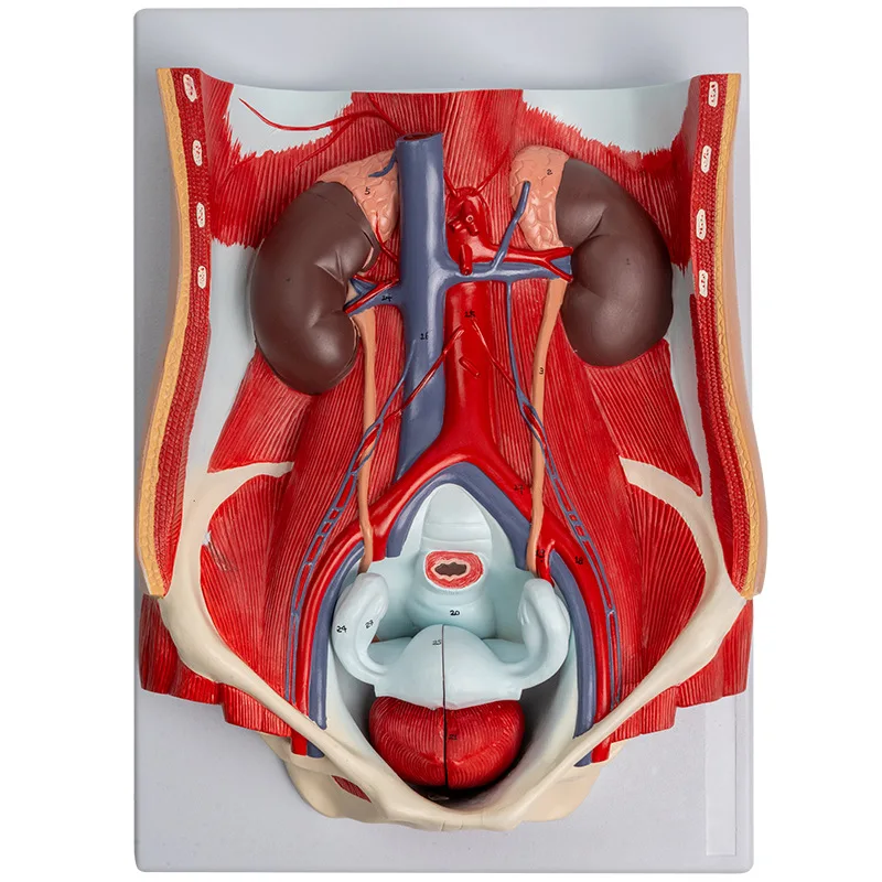 Intersex Urinary System Model Removable 6-part Anatomical Model of Male and Female Urinary System