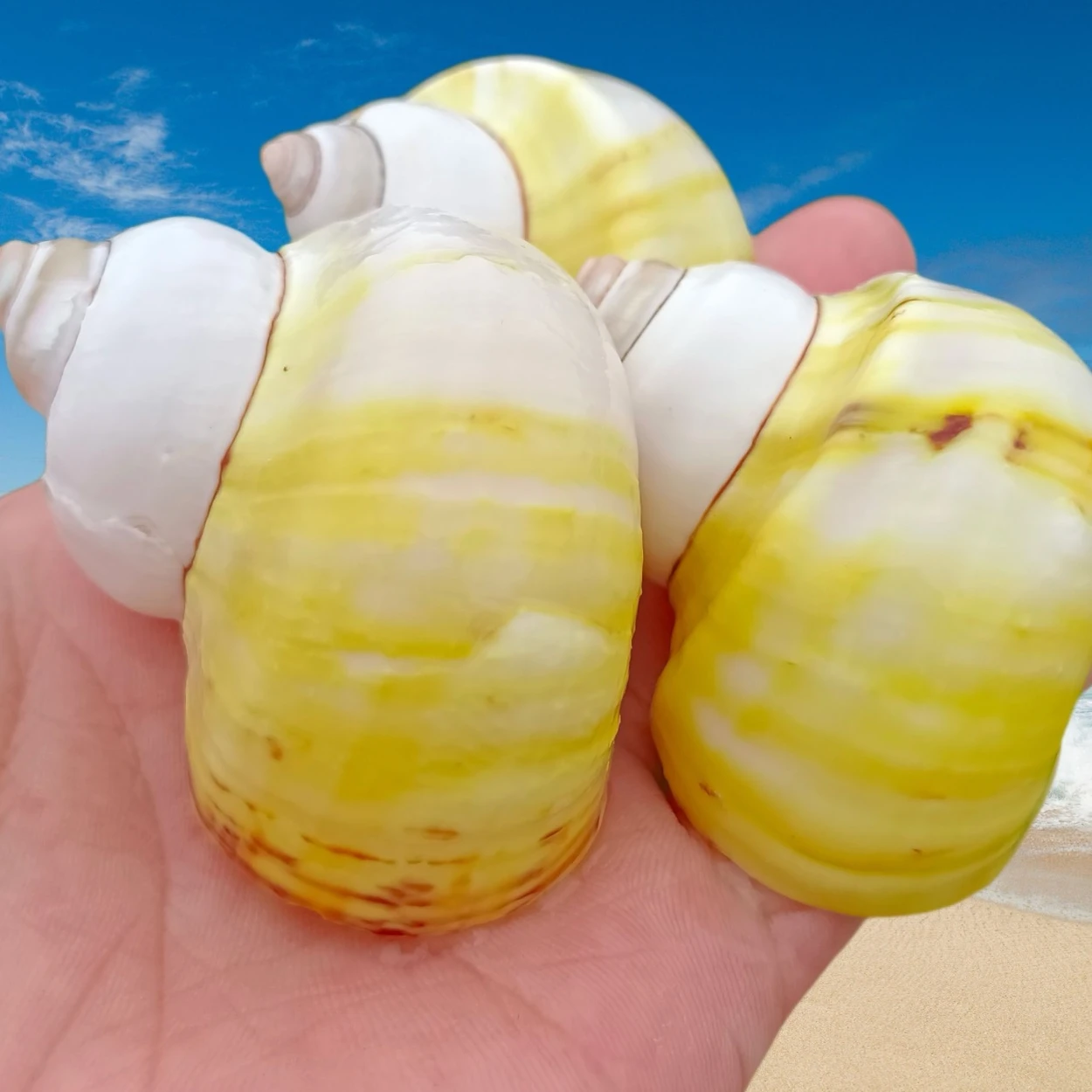 Windmill Avocado Snail Hermit Crab Replacement Shell Natural Conch Shell Fish Tank Landscaping Roll Shell Fish Decoration