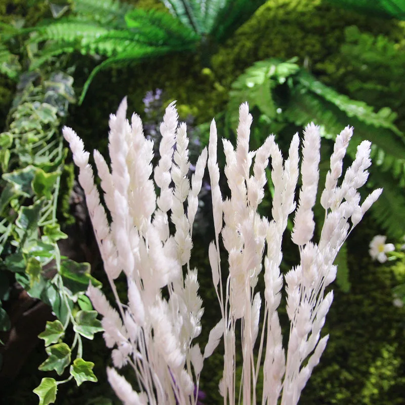 White Elf Grass fiori secchi naturali Ins Forest Boho Home Style piccola pampa erba pianta immortale per decorazioni nuziali