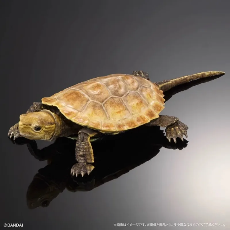 الموسوعة البيولوجية الأصلية من بانداي ألعاب غاشابون سلسلة السلحفاة 2 سلحفاة ذات أذنين حمراء محاكاة نماذج للحيوانات هدايا تزيين