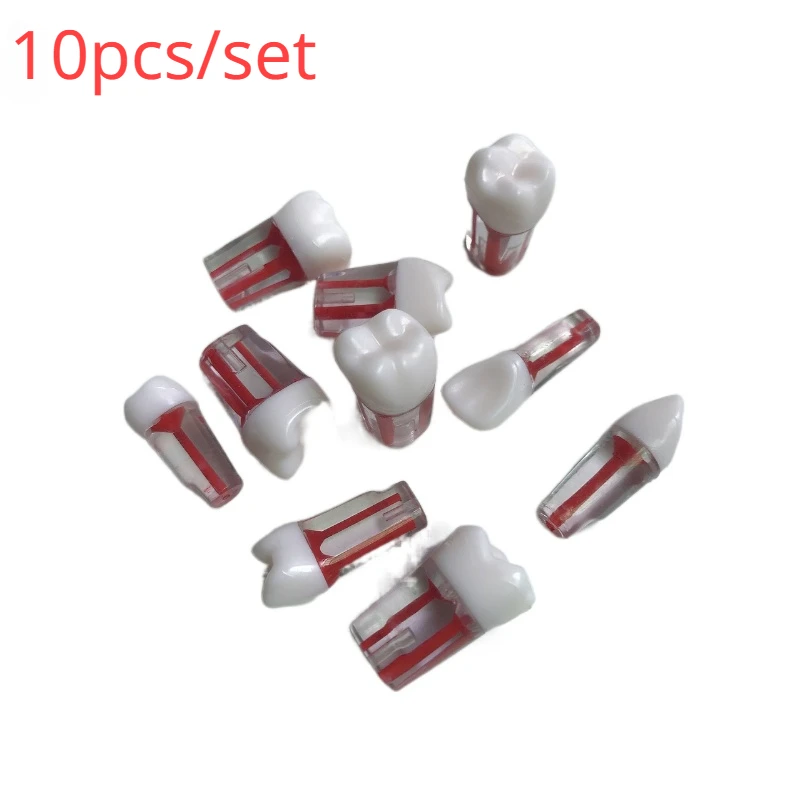 Dental Exam Practice Oral Root Canal Isolated Teeth Pulp Granule Resin Dental Tooth Model Endodontic Root Canal Teeth Training