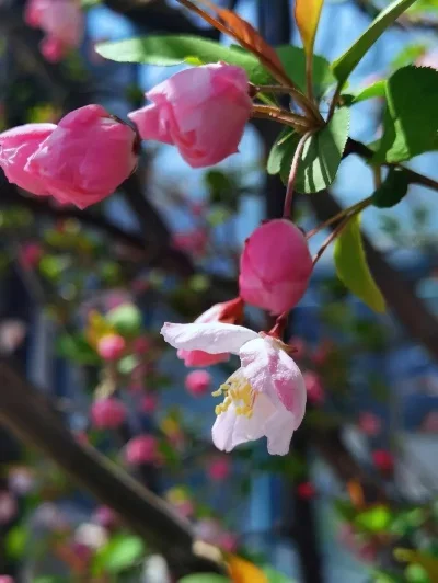 

Metal Front Steering Cover Chassis Brace 7820 for TRXS 1/6 XRT RC Car Upgrade Parts Accessories