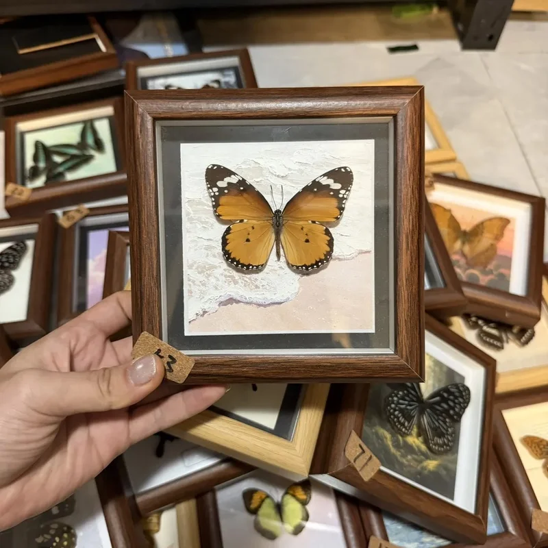 Real Butterfly Framed 5 Inch Square Shadow Box Wooden Frame Home Wall Decor Entomology