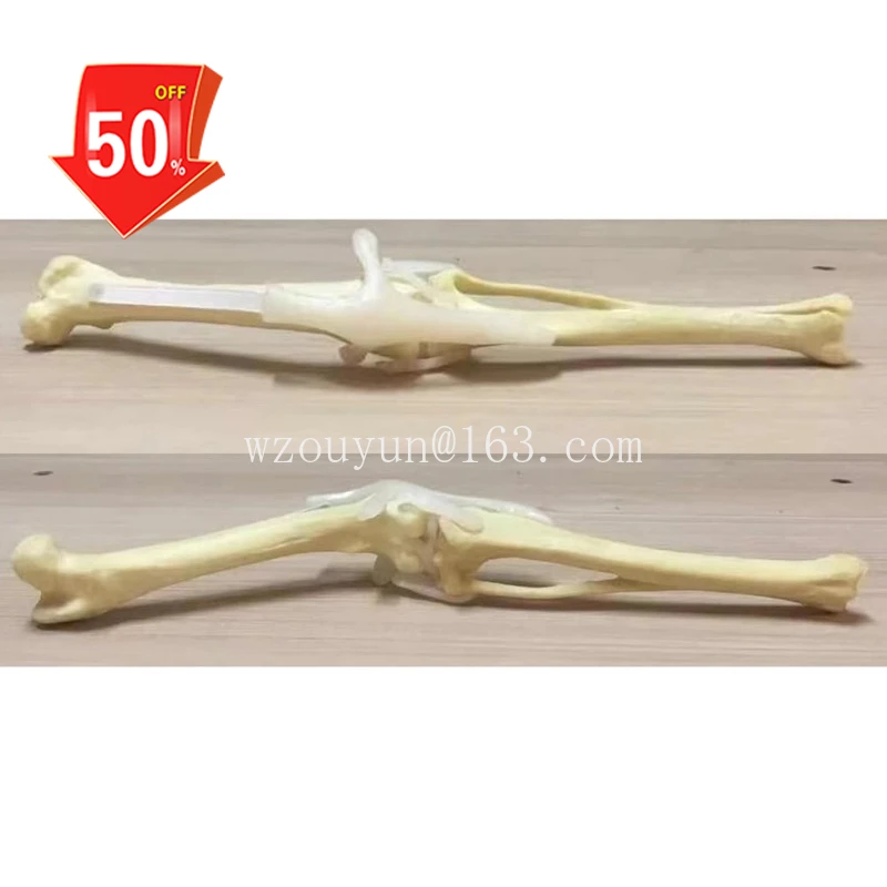 Dog hind limb surgery practice simulated bone model orthopedic dog skeleton animal skeleton canine pet veterinary teaching aids