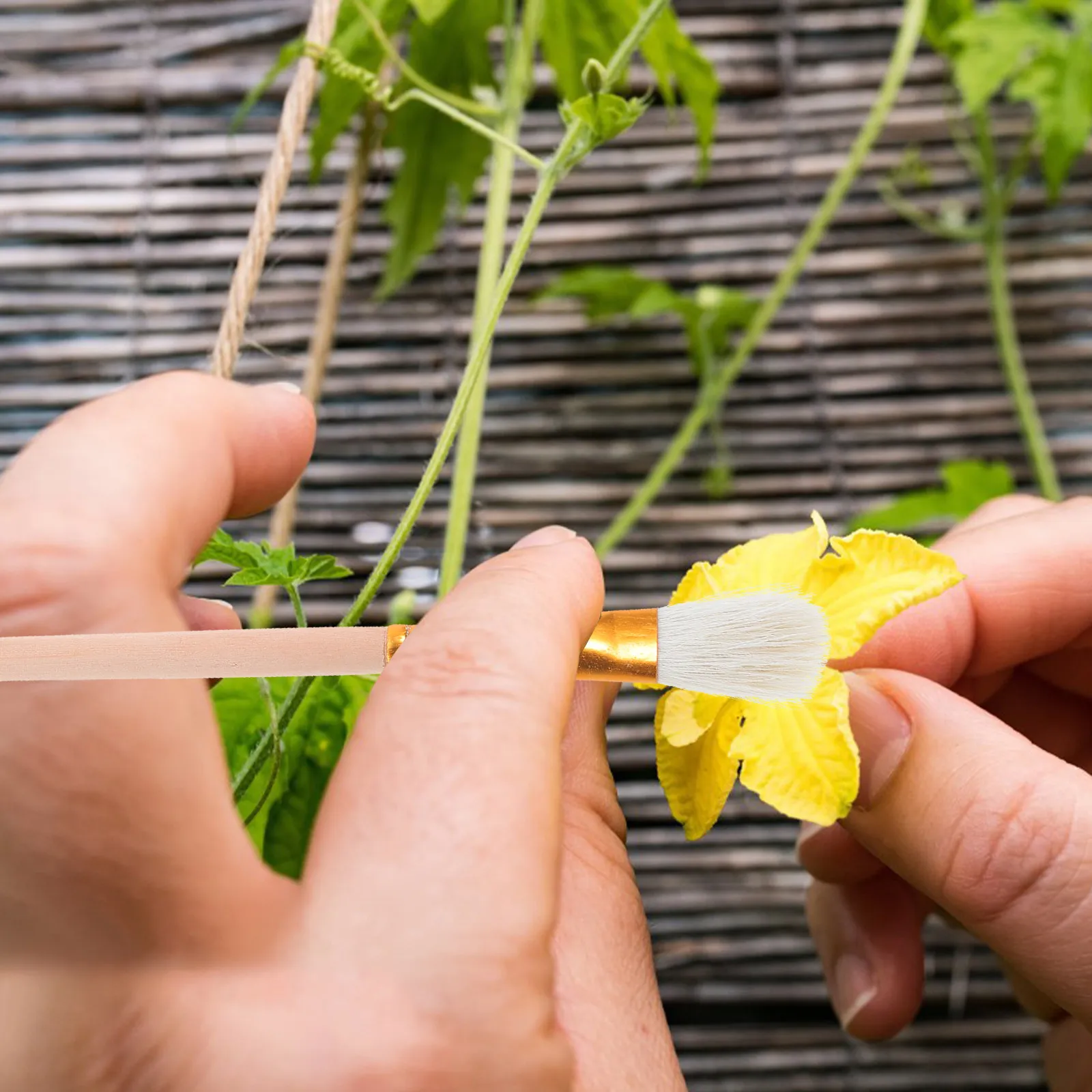 

12Pcs Pollination Pen Soft Bristle Manual Pollinator Tool for Succulents Fruit Trees Flowers Garden Plant Pollinating Brush