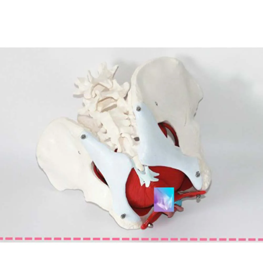 Female Pelvic Reproductive Organs Structure Model Female Genital Model Pelvis Bladder with Two Lumbar Pelvic Floor Muscle Model