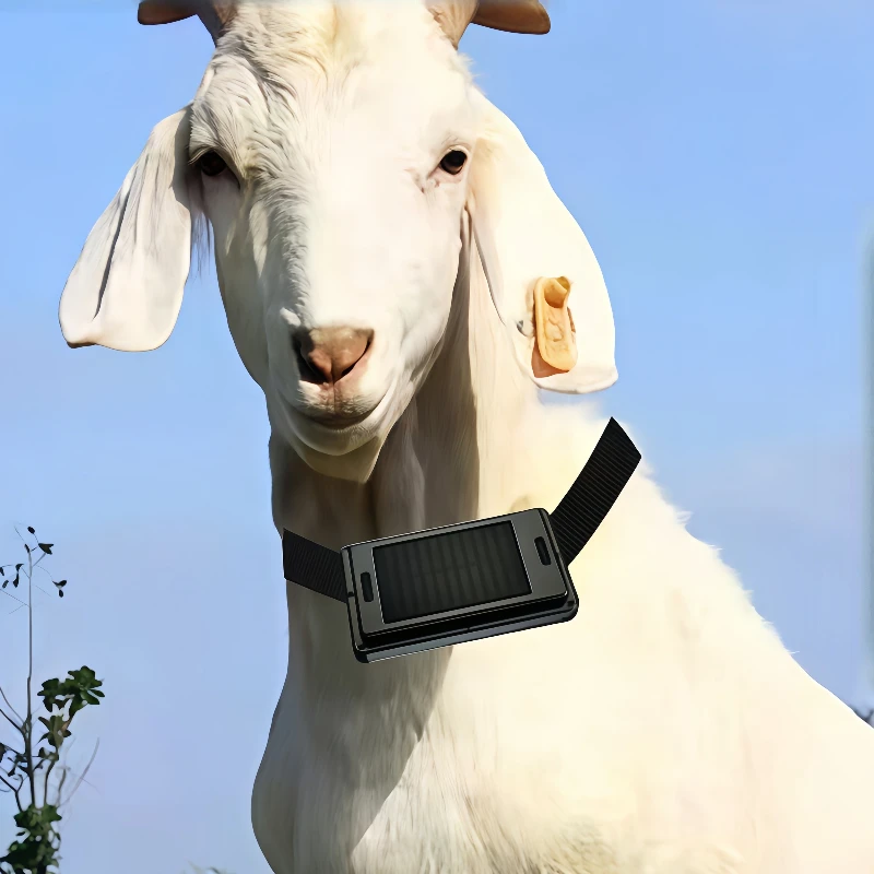 Cattle and sheep tracking artifact, locator, grazing tracking and pig anti-loss device