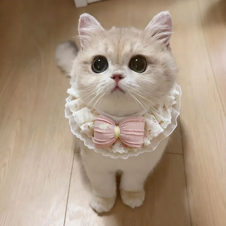 Echarpe-et-bavoir-de-style-princesse-pour-chats-accessoires-anti-lechage-pour-chiens-fournitures-pour-petits-animaux-boites-de-chaleur-et-de-refroidissement-par-hua-chang-hui