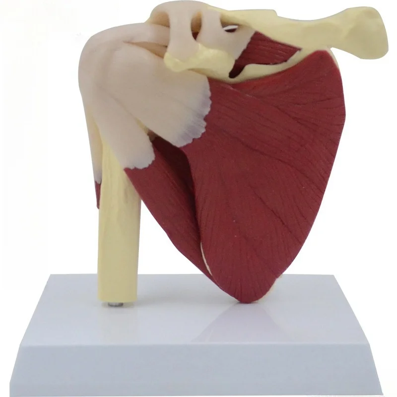 houlder Joint Anatomy Model - Movable Scapula Clavicle with Muscle AttacJVLAB hments, Medical Skeletal Teaching Demonstration