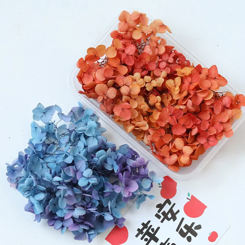 5g Anna Gradient Color Hydrangea Natural Preserved Dried Flowers Glass Cover Photo Frame Decoration Handmade DIY Material