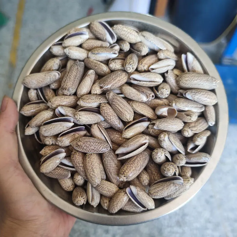 2-3 سنتيمتر البحر الطبيعي قذيفة DIY بها بنفسك مجوهرات الحرفية حلم الماسك ملحق المحيط تحت عنوان المواد كونوس المجوس و Buccinum Undatum البني