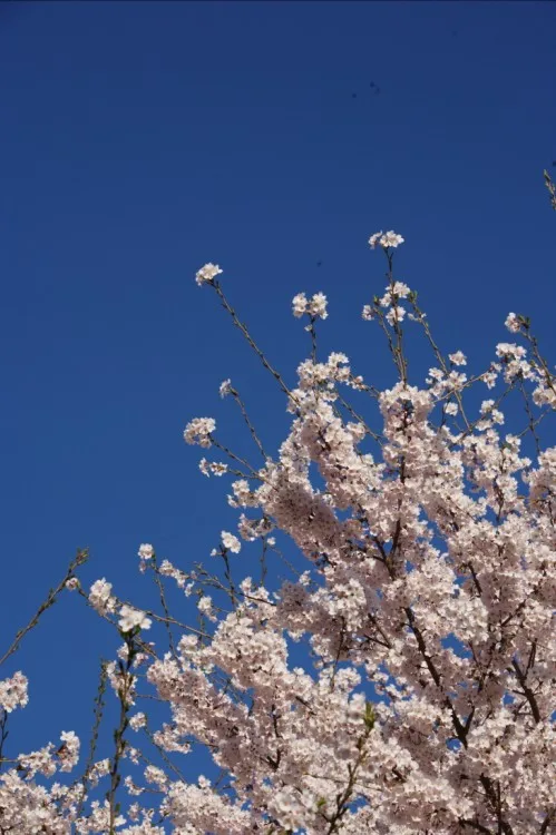 

4Pcs CNC Wheel Tires 1.9inch/2.2inch for 1/10 1/8 RC Car Axial SCX10 D90 TRX4 Capra Wraith Monster Truck Upgrade Parts