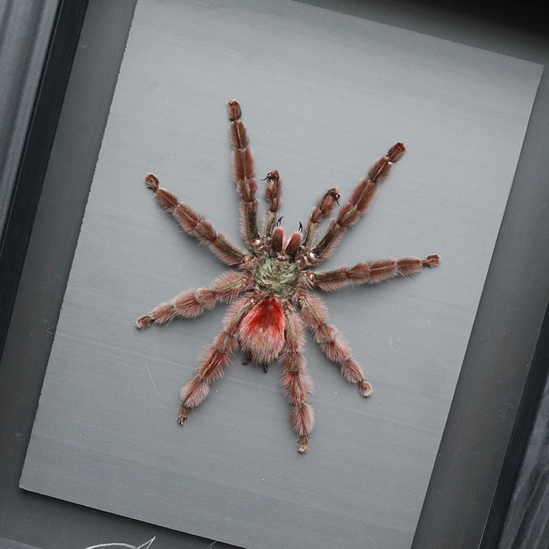 Latin America Authentic Theraphosidae Taxidermy Real Bird-eating Spider Specimen Colorful Animal Framed Collection for Science