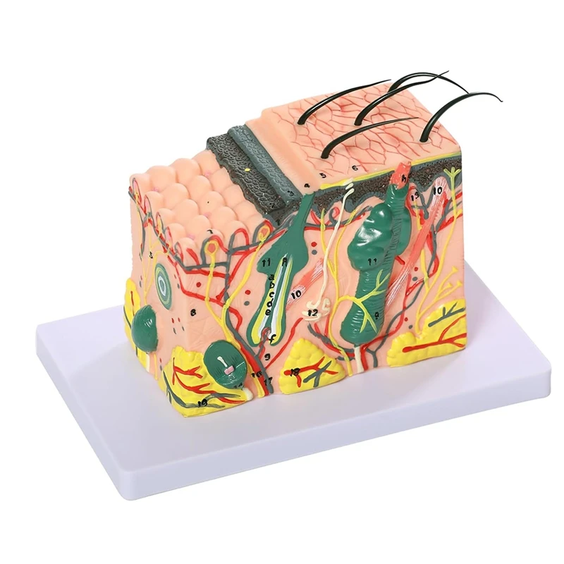 3D Skin Anatomical Model, 35X Enlarged Skin Layer Structure Anatomy Model With  Skin Marking For Teaching Models