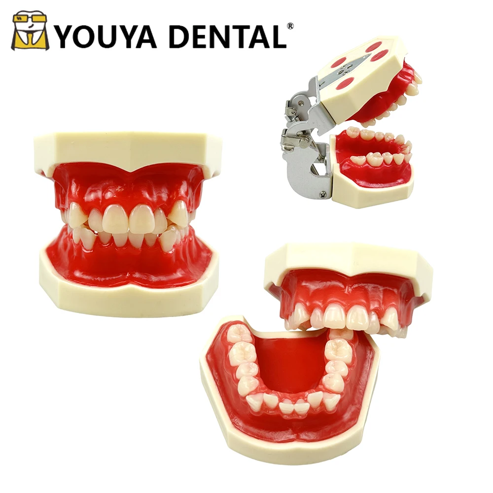Dental Orthodontic Practice Model Red Wax Gum Malocclusion Model Typodont For Dentistry Teaching Accessories Educational Tools