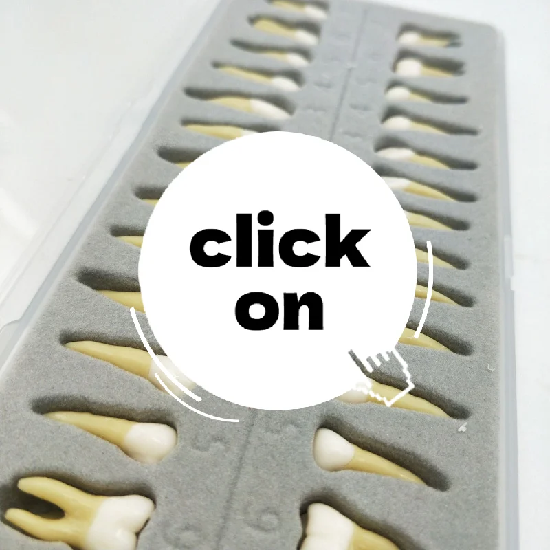 

28-зубный зубной имплантат, продукт для практики стоматолога, модель зубов, стоматологическая перманентная 28-зубная обучающая модель, аксессуары