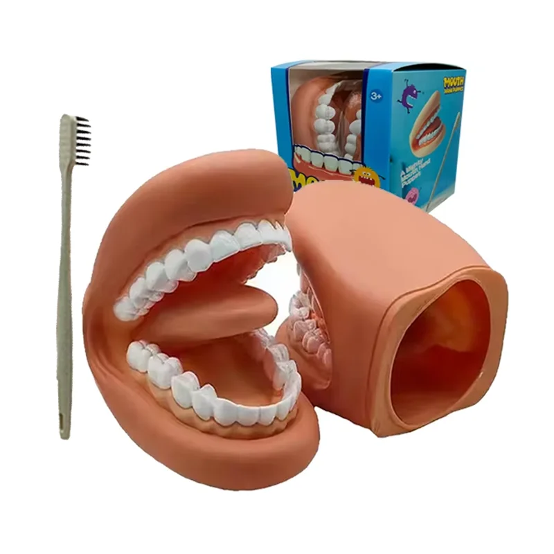 ทันตกรรมรุ่น Mighty ปากหุ่นมือลิ้นเด็กแปรงของเล่น Speech Therapy ทันตแพทย์การสอนชุด Oral การฝึกอบรม