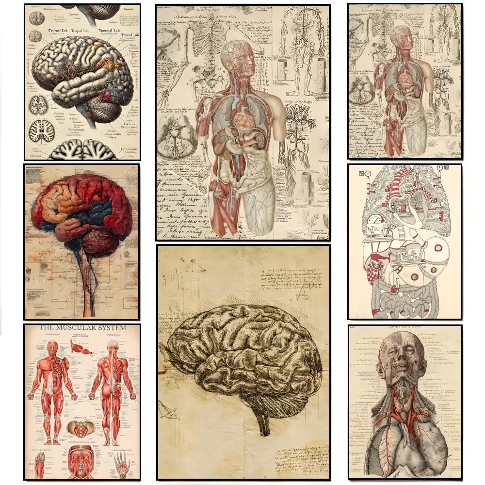 Menschliche Anatomie Kunstwerk Medizinisches Poster HD Wasserfester Wandaufkleber Bar Wohnzimmer Deko Geschenk