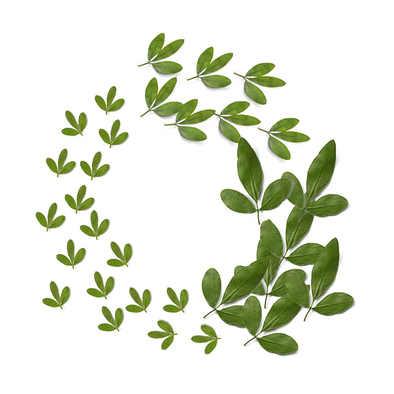 

60Pcs Natural Plant Specimens of Winter Jasmine Leaves in Various Sizes, Dried Flower Pressed Flower Specimens for DIY Crafts, Resin Phone Cases, Scented Candles, Pressed Flower Materials for Handmade Crafts