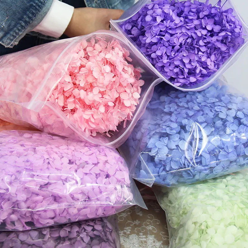 Una Grado Anna rentable conservado 100% Natural Real hortensia al por mayor flor fresca inmortal eterna decoración Floral para fiesta de boda