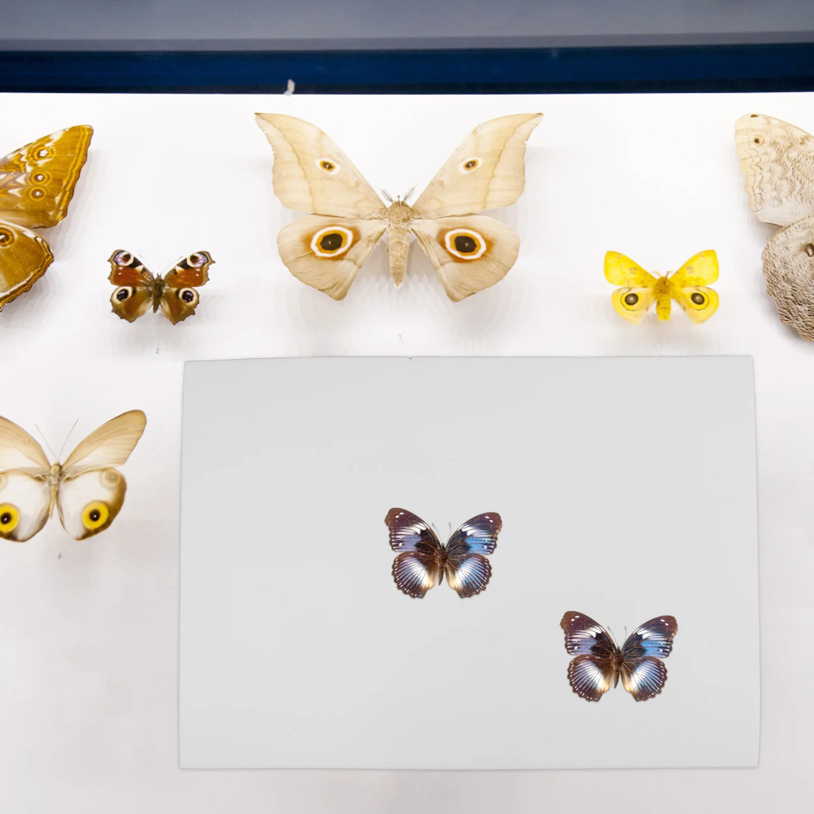

Butterfly Specimen Display Board with Pin Cushion for Insect Mounting and Spreading Professional Entomology Lab Study Education