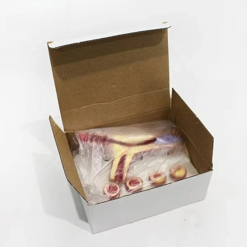 Cardiovascular model simulation teaching model, medical education