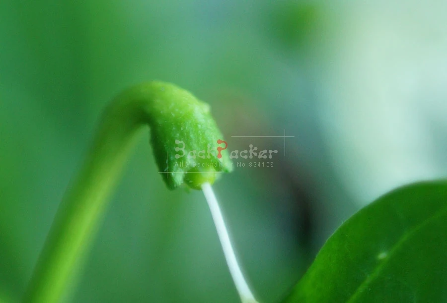 2016 ใหม่กล้อง Macro เลนส์ย้อนกลับอะแดปเตอร์ป้องกันสําหรับ Sony NEX5 a5000 a5100 A6000 A6300 A6500 A7 II A7R A7R II A7S NEX7