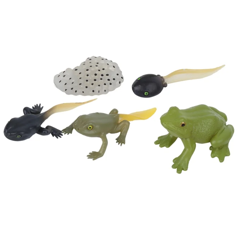 modelo-de-ciclo-de-crescimento-de-ranideos-estatueta-de-simulacao-de-animal-em-miniatura-para-educacao-infantil