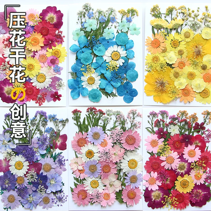 Decoration Dry Flower DIY material pack flower material pack photo petal bookmark true flower drop gum dry leaf plant specimen