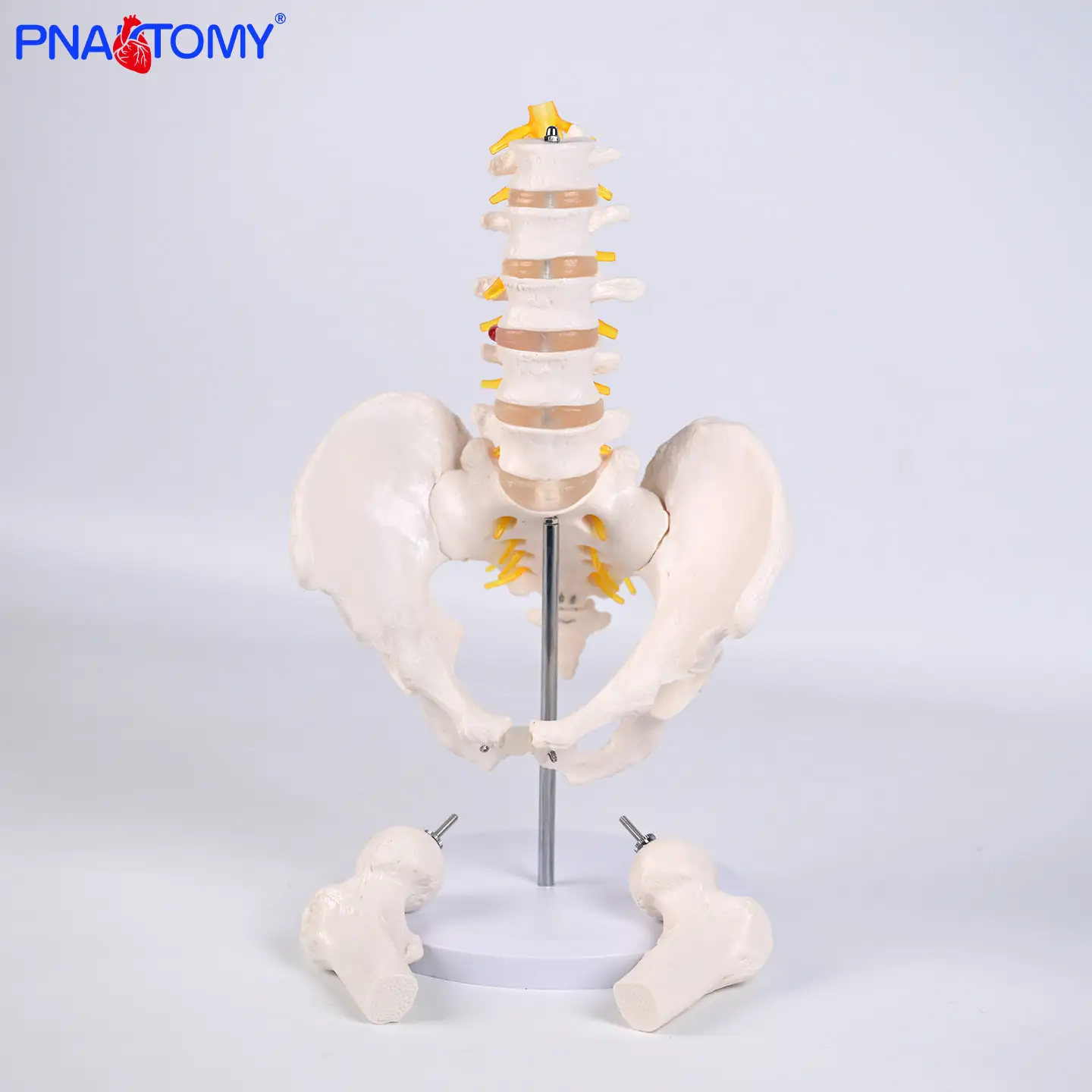 

1: 1 Neuroskeletal Model of Human Five Lumbar Vertebrae with Pelvis and Femoral Spine