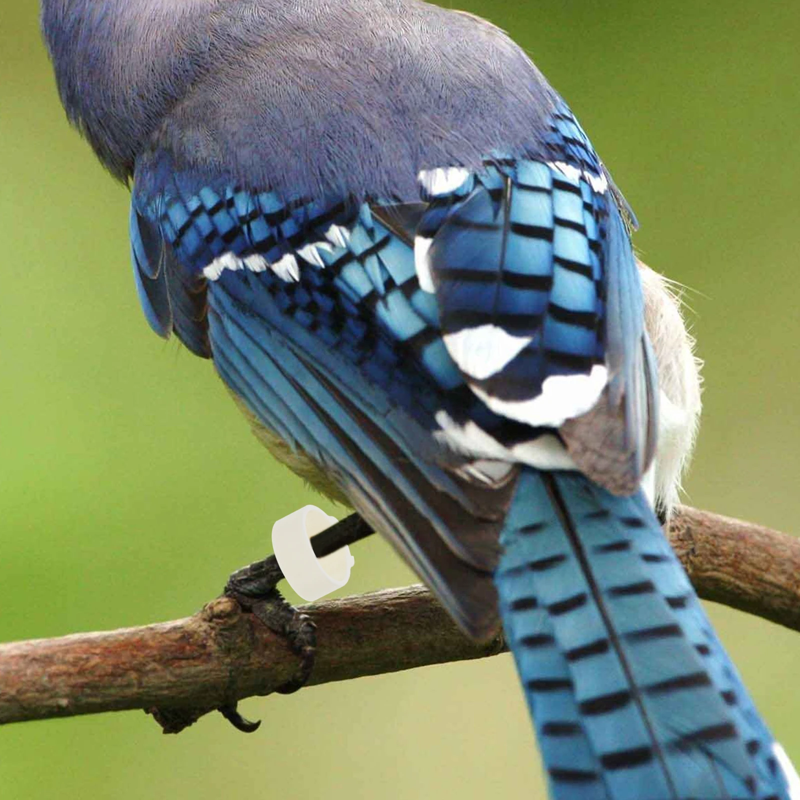

300 Pcs Colored Tabs Plastic Pigeon Foot Ring Bird Leg for Chicken Duck Identification Marking Suitable Various Birds Pet